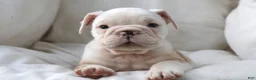 English Bulldog dogs for sale: Konig - Ad 7