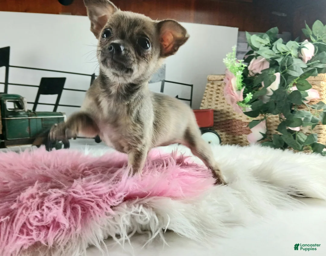 Chihuahua dogs for sale: Sparkles Brindle girl,  Nationwide delivery  - Ad 8