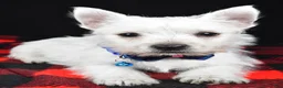 West Highland Terrier dogs for sale: Thomas - Ad 9