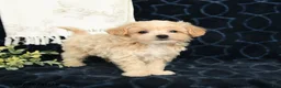Maltipoo dogs for sale: Adam - Ad 4