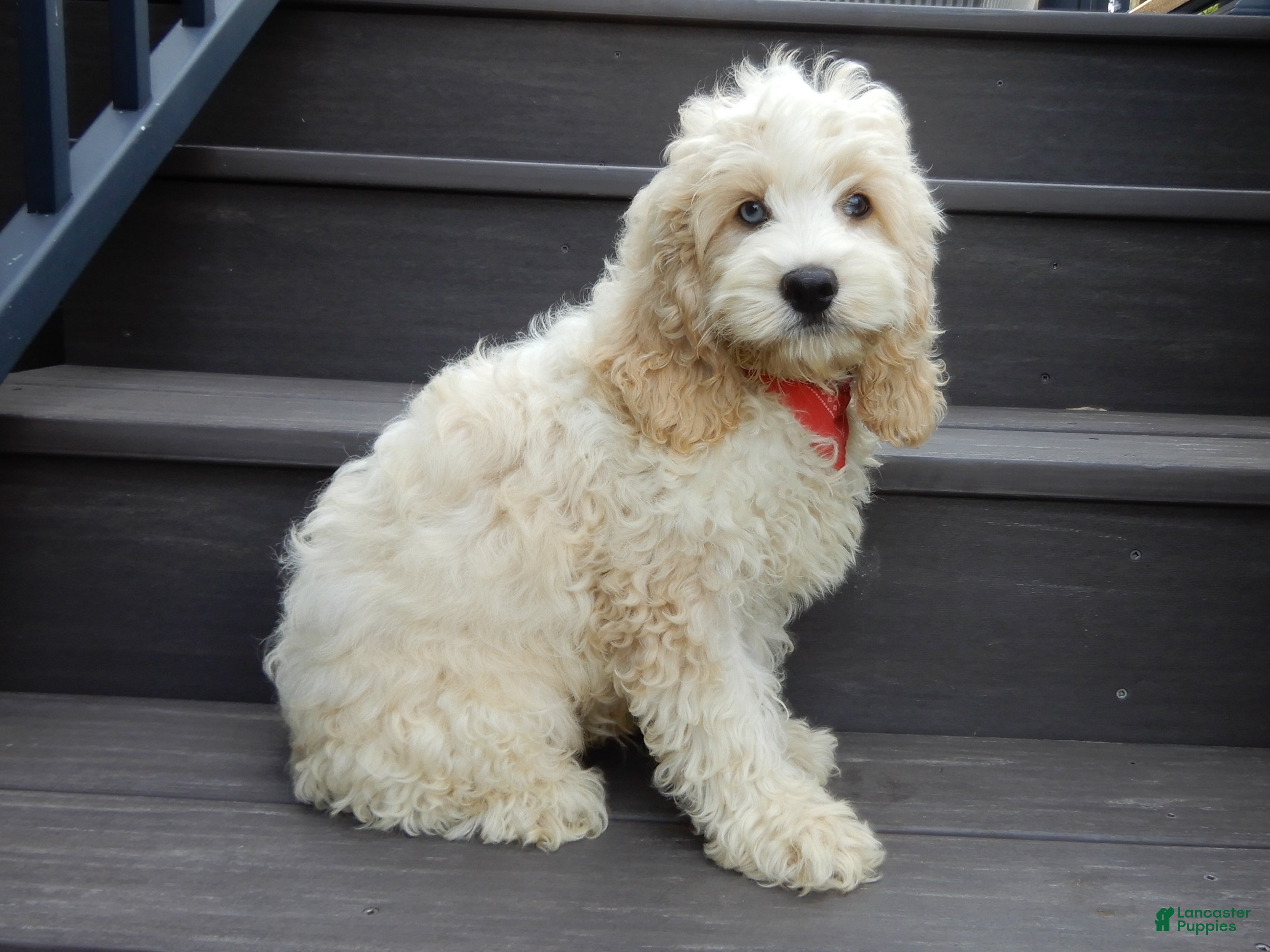 Cockapoo dogs Ollie - Ad 1