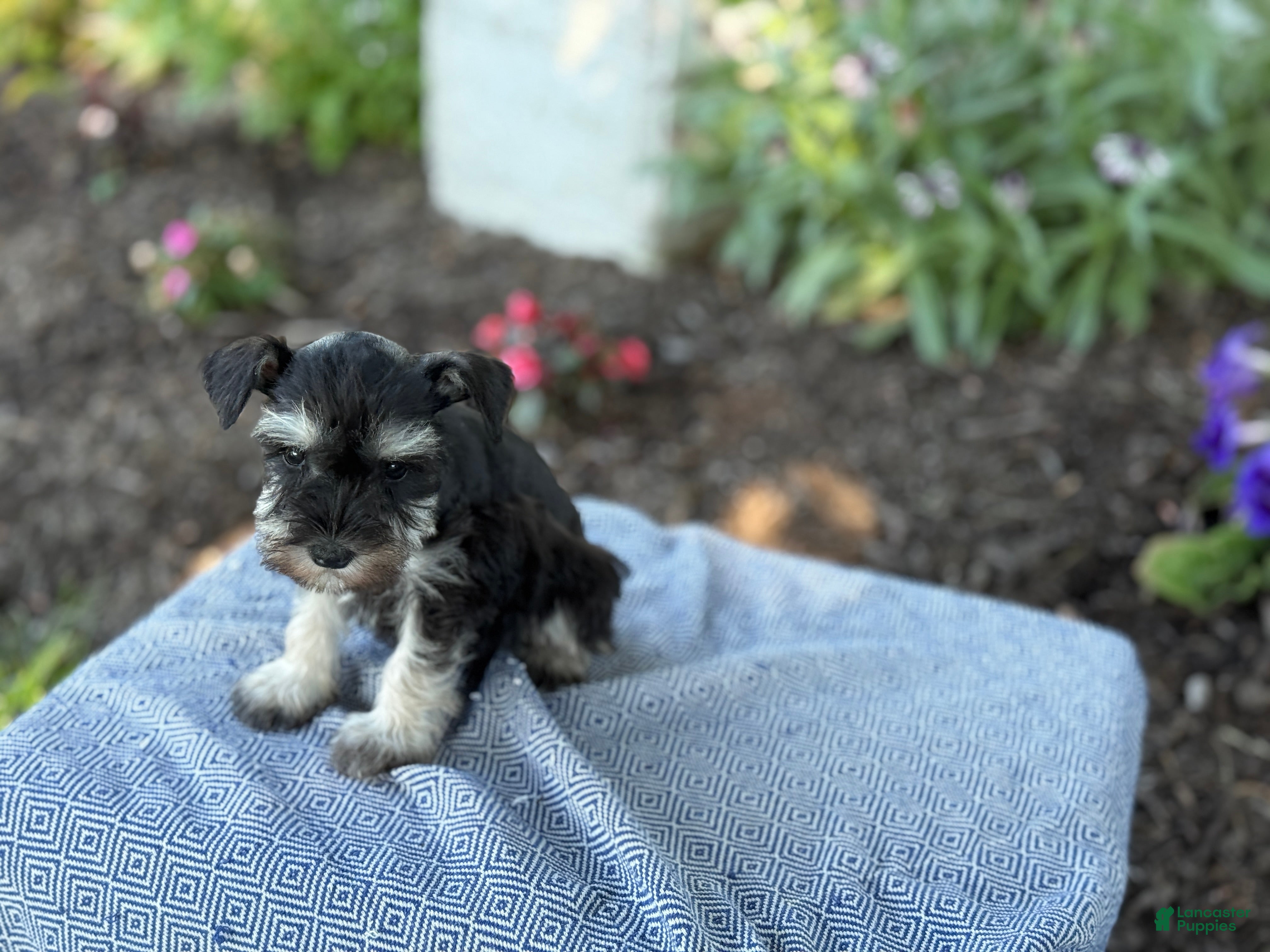 Miniature Schnauzer dogs Trixy - Ad 2