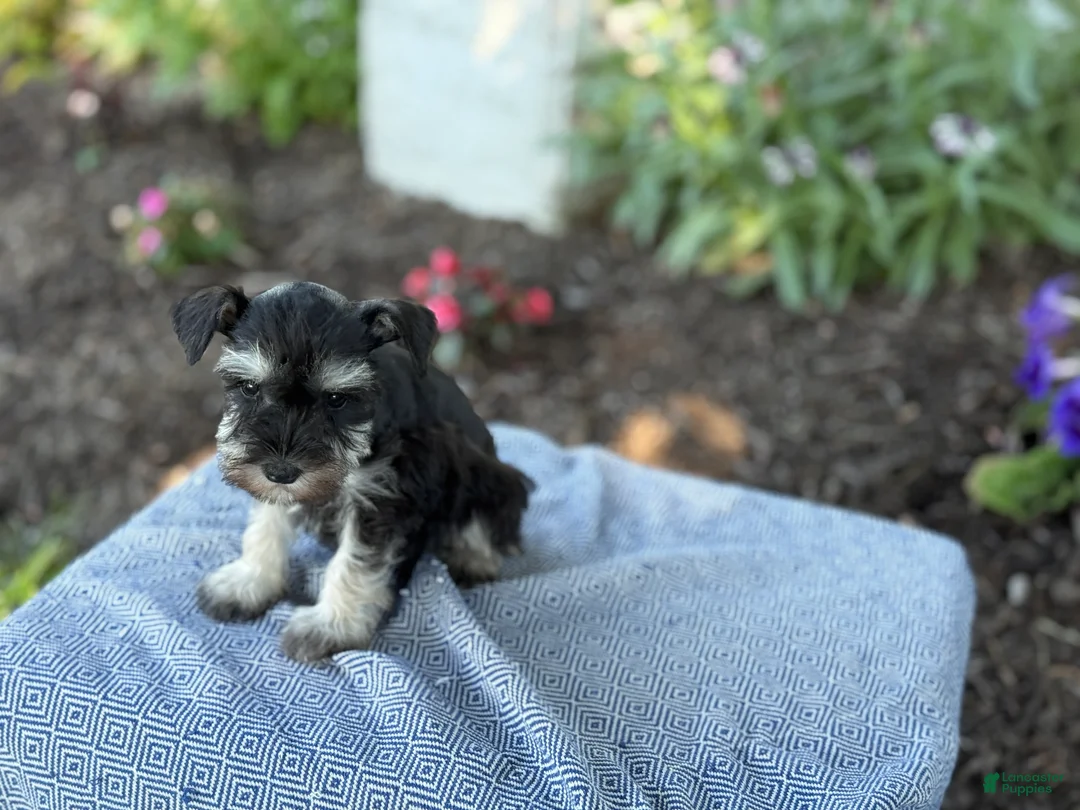 Miniature Schnauzer dogs for sale: Trixy - Ad 2