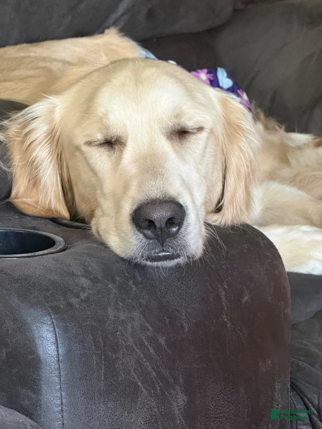 Goldendoodle dogs for sale: Orange Collar Boy - Ad 12