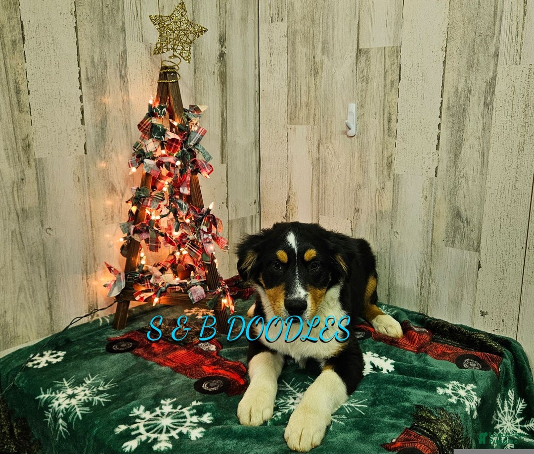 Miniature Australian Shepherd dogs for sale: GreenArrow - Ad 1