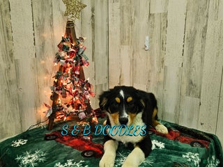 Miniature Australian Shepherd dogs GreenArrow - Ad 6