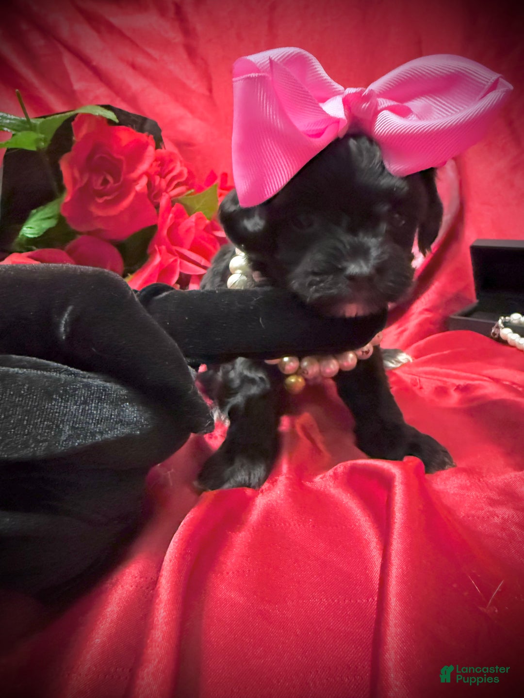 Yorkiepoo dogs for sale: Raisinette  - Ad 8