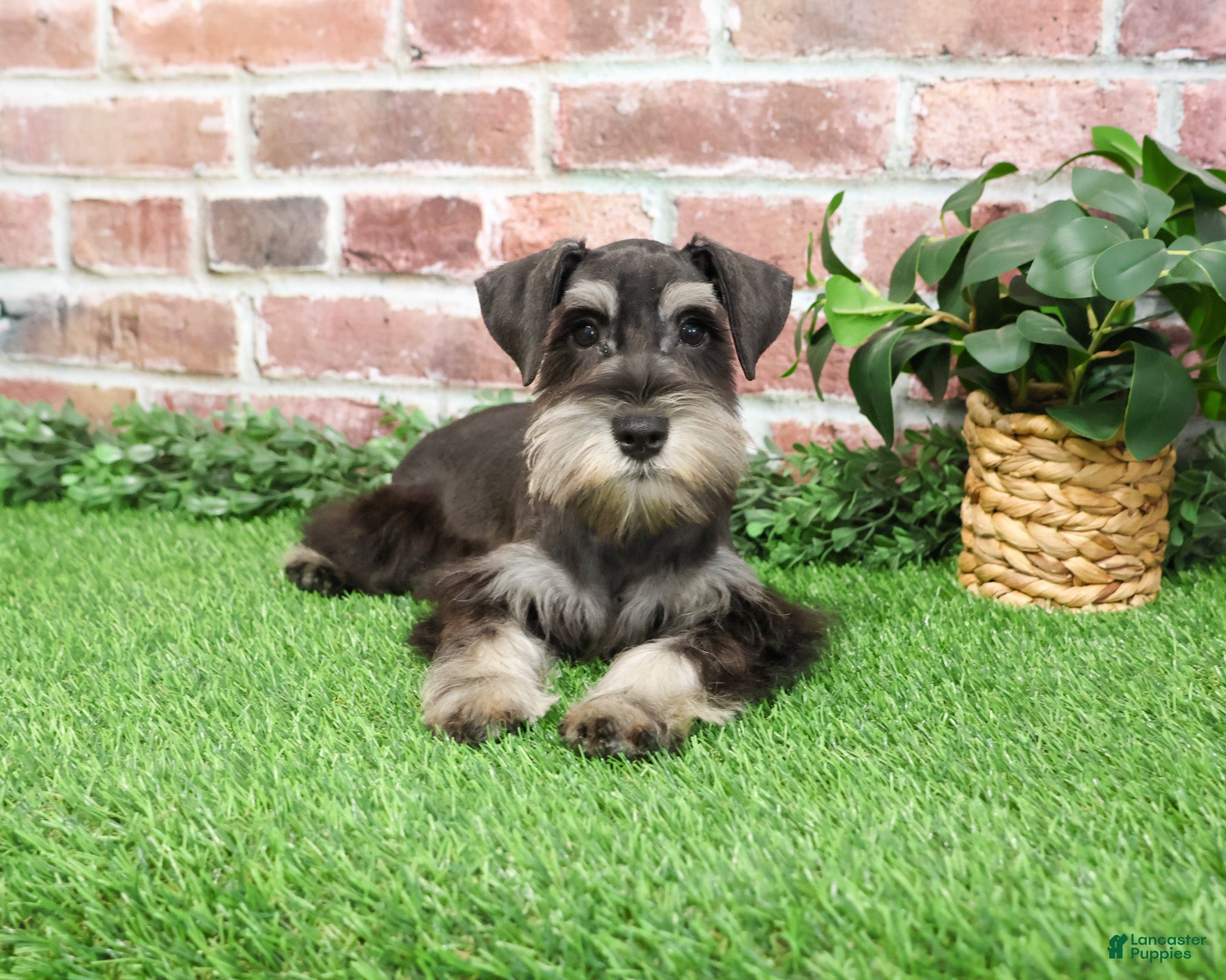 Miniature Schnauzer dogs Princeton - Ad 33