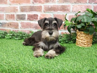 Miniature Schnauzer dogs Princeton - Ad 13
