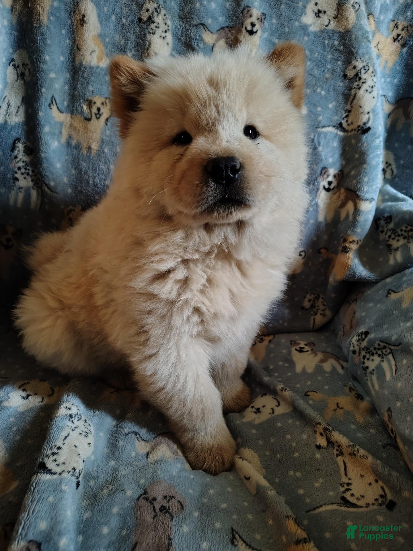 Chow Chow dogs Chow Chow 2 - Ad 14