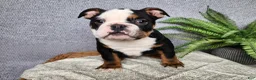 English Bulldog dogs for sale: Easton - Ad 17
