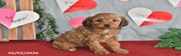 Mixed Breed dogs for sale: Duke - Ad 3
