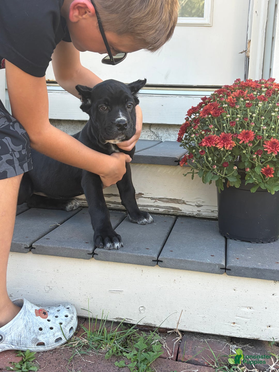 Cane Corso dogs for sale: Garcia - Ad 6