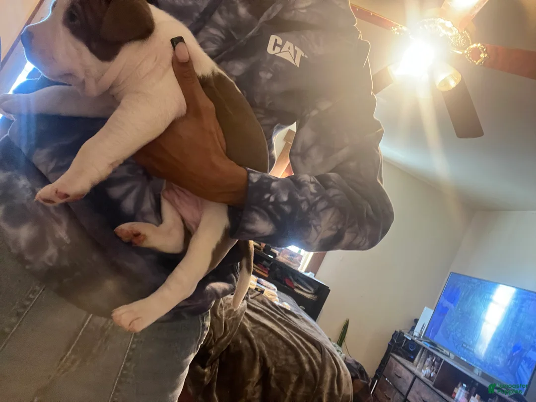 American Bully dogs for sale: American Bully Puppy 4 - Ad 3