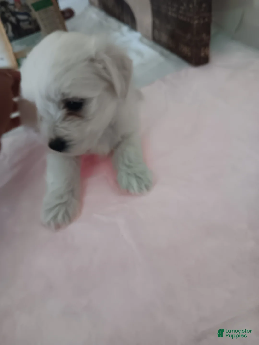 Maltese dogs for sale: Maltese 3 - Ad 2