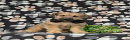 Jackapoo dogs for sale: Sebastian - Ad 3