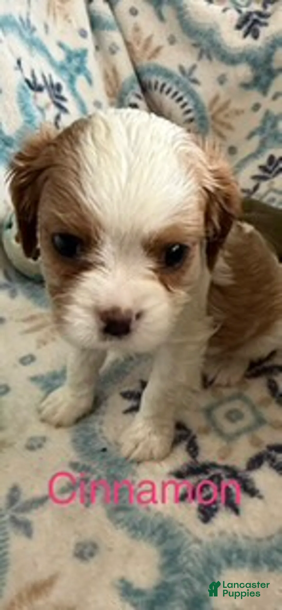 Cavalier King Charles Spaniel dogs for sale: Cinnamon  - Ad 1