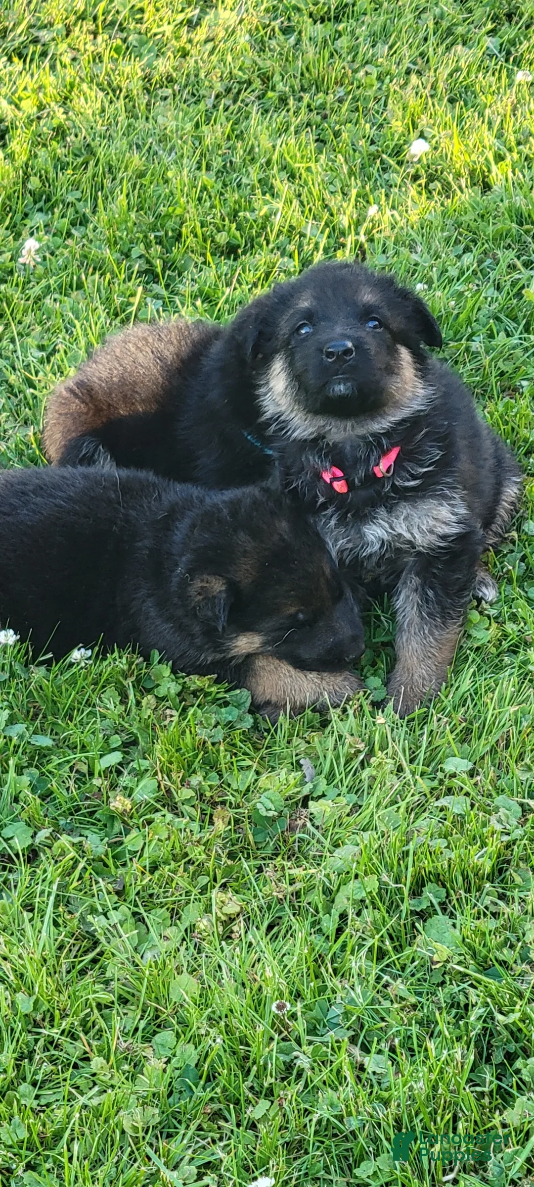 German Shepherd dogs for sale: Mercedes - Ad 1