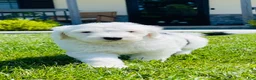 Sheepadoodle dogs for sale: Lily  - Ad 5