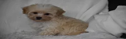 Maltipoo dogs for sale: Grant - Ad 6