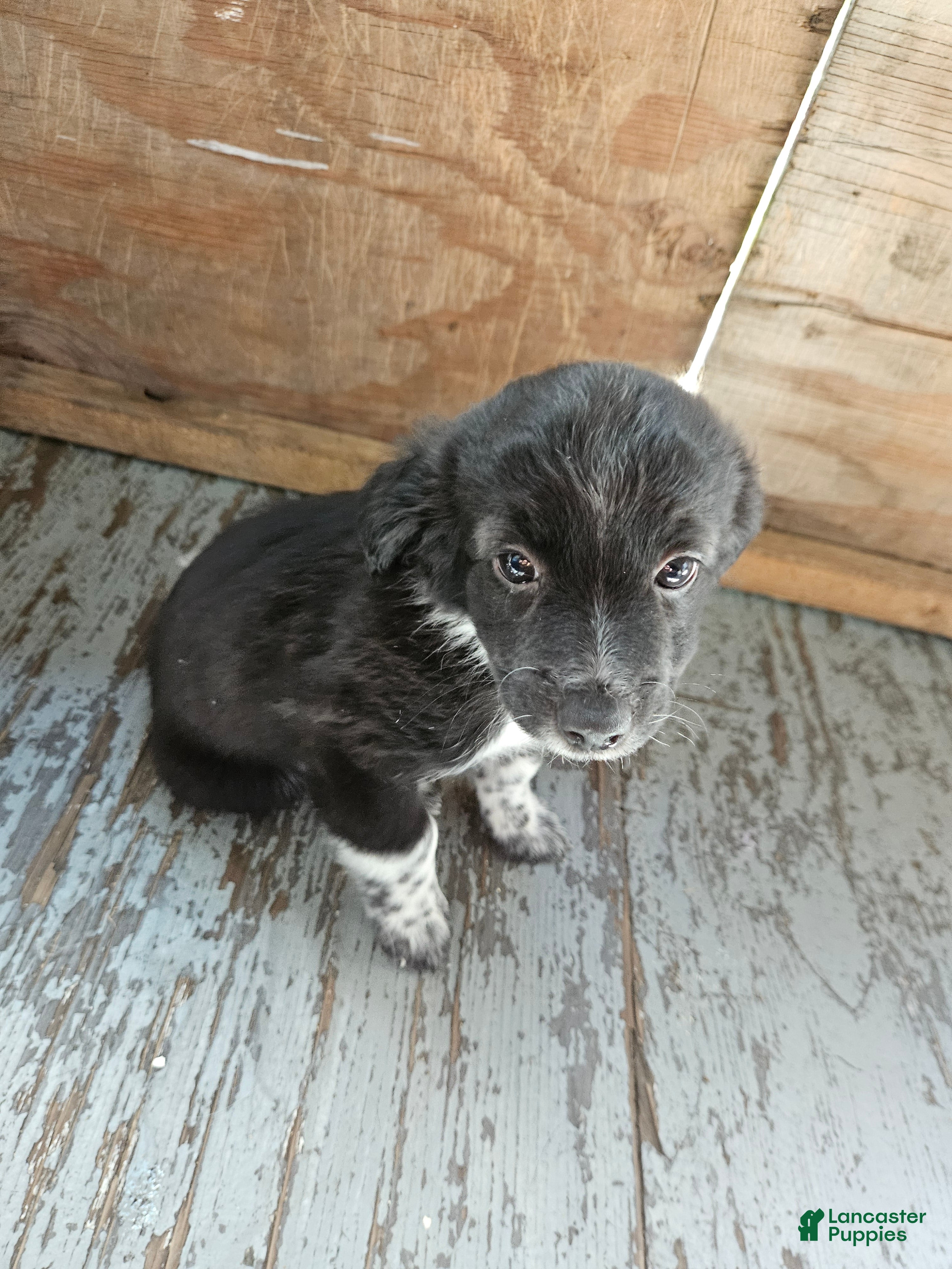 Havanese dogs for sale: Havanese 1 - Ad 3