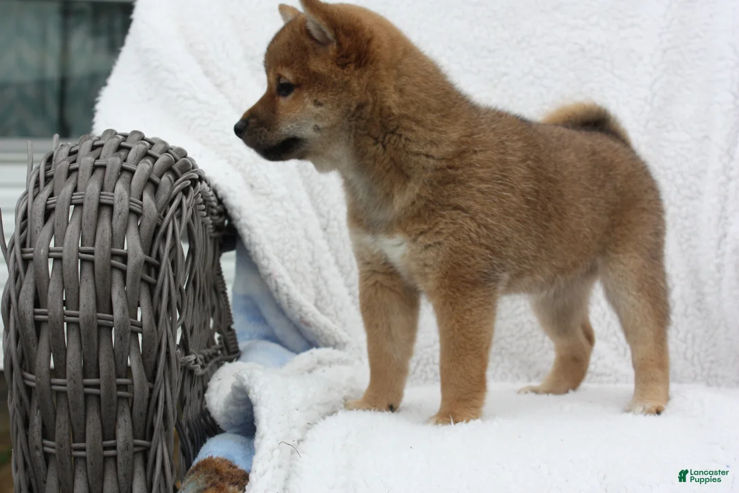 Shiba Inu dogs for sale: Kya  - Ad 8
