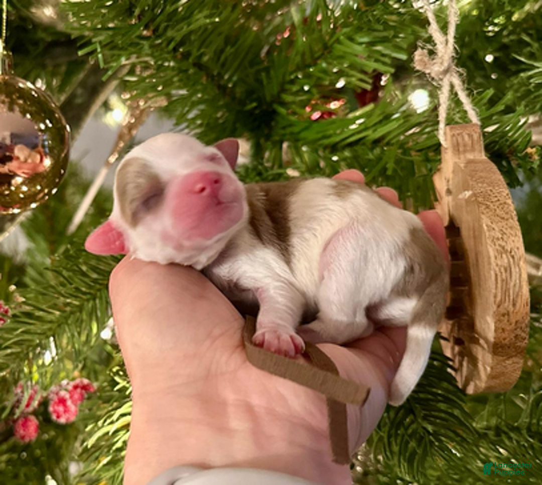 Aussiedoodle dogs for sale: Will The Wise - Ad 3