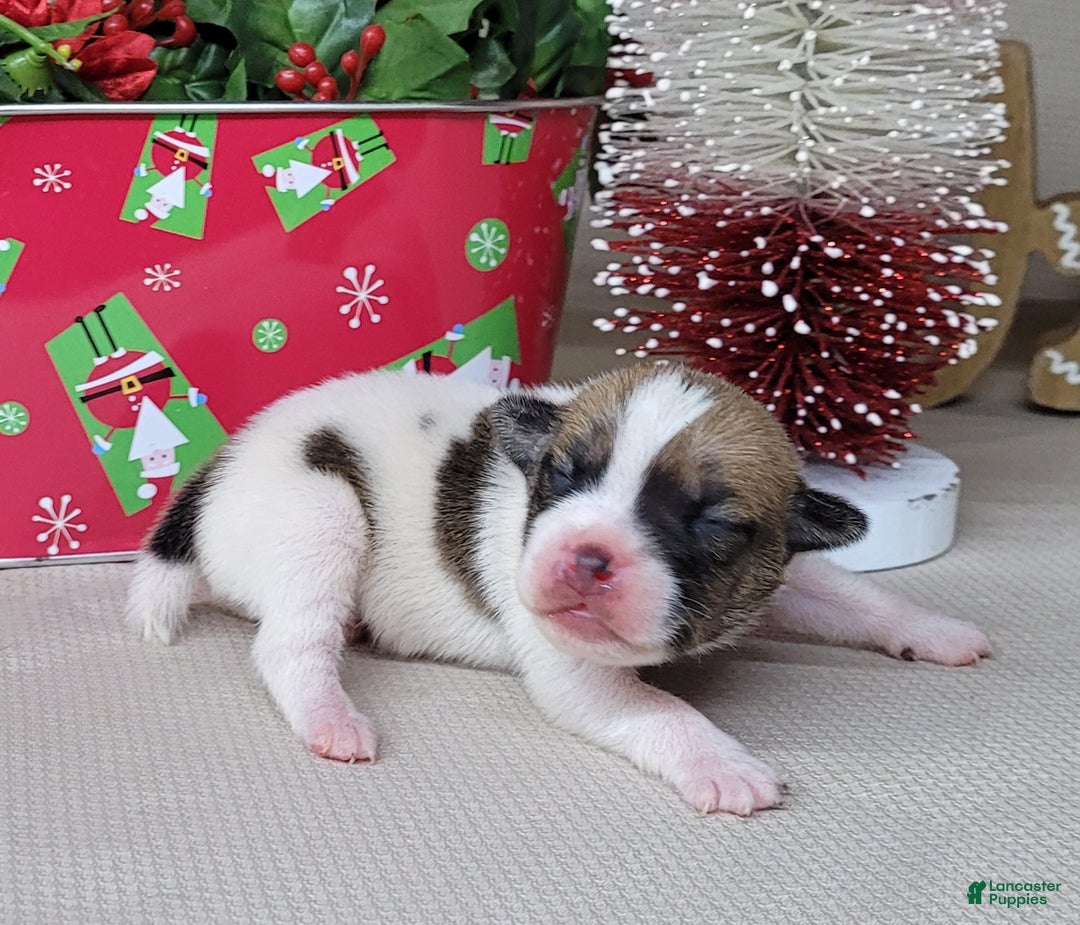 Jack Russell Terrier dogs for sale: Westfork's TORQ - Ad 7