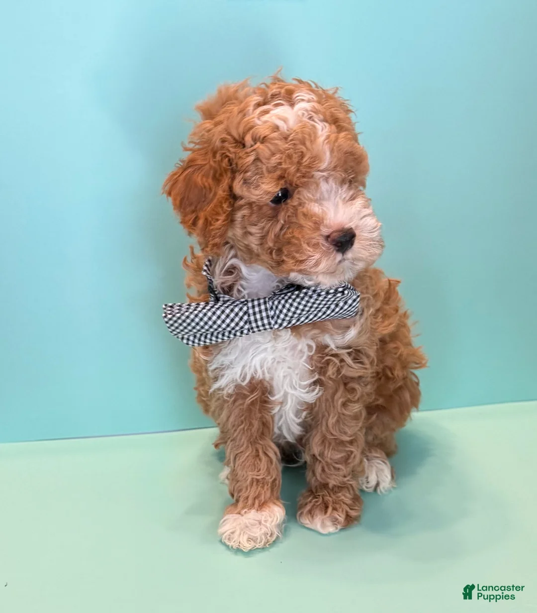 Toy Poodle dogs for sale: Rocky - Ad 2