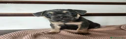 French Bulldog dogs for sale: Duke - Ad 3