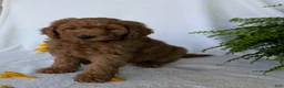 Goldendoodle dogs for sale: Lolly  - Ad 9