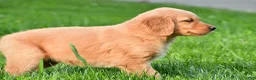 Golden Retriever dogs for sale: Lainey - Ad 2