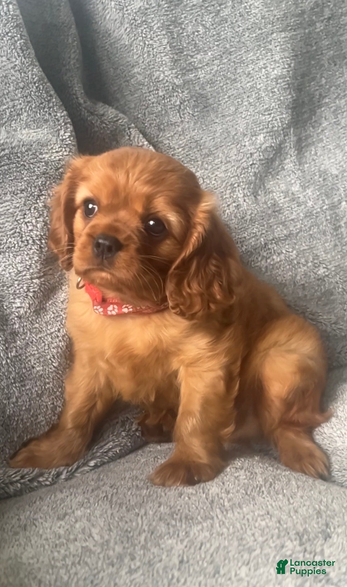 Cavalier King Charles Spaniel dogs Crate trained Bo - Ad 1