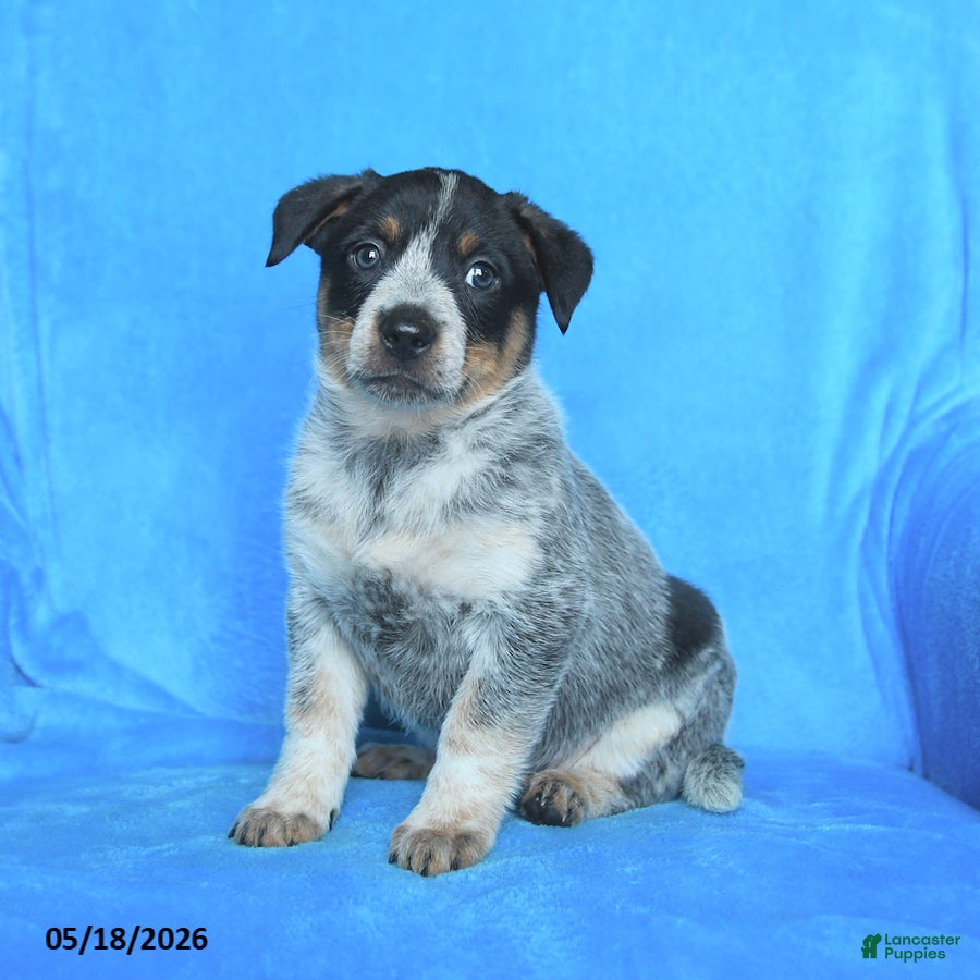 Australian Cattle Dog dogs Bess  - Ad 1