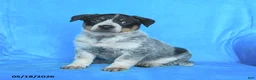 Australian Cattle Dog dogs for sale: Bess  - Ad 1