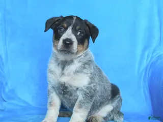 Australian Cattle Dog dogs for sale: Bess - Ad 2