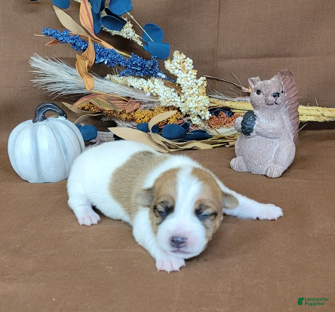 Jack Russell Terrier dogs for sale: TONKA purebred JRT - Ad 1