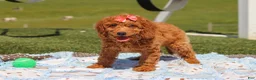Miniature Labradoodle dogs for sale: Treva - Ad 5