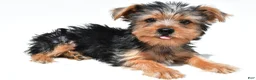 Yochon dogs for sale: Jip - Ad 4