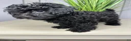Shihpoo dogs for sale: Shihpoo 1 - Ad 5