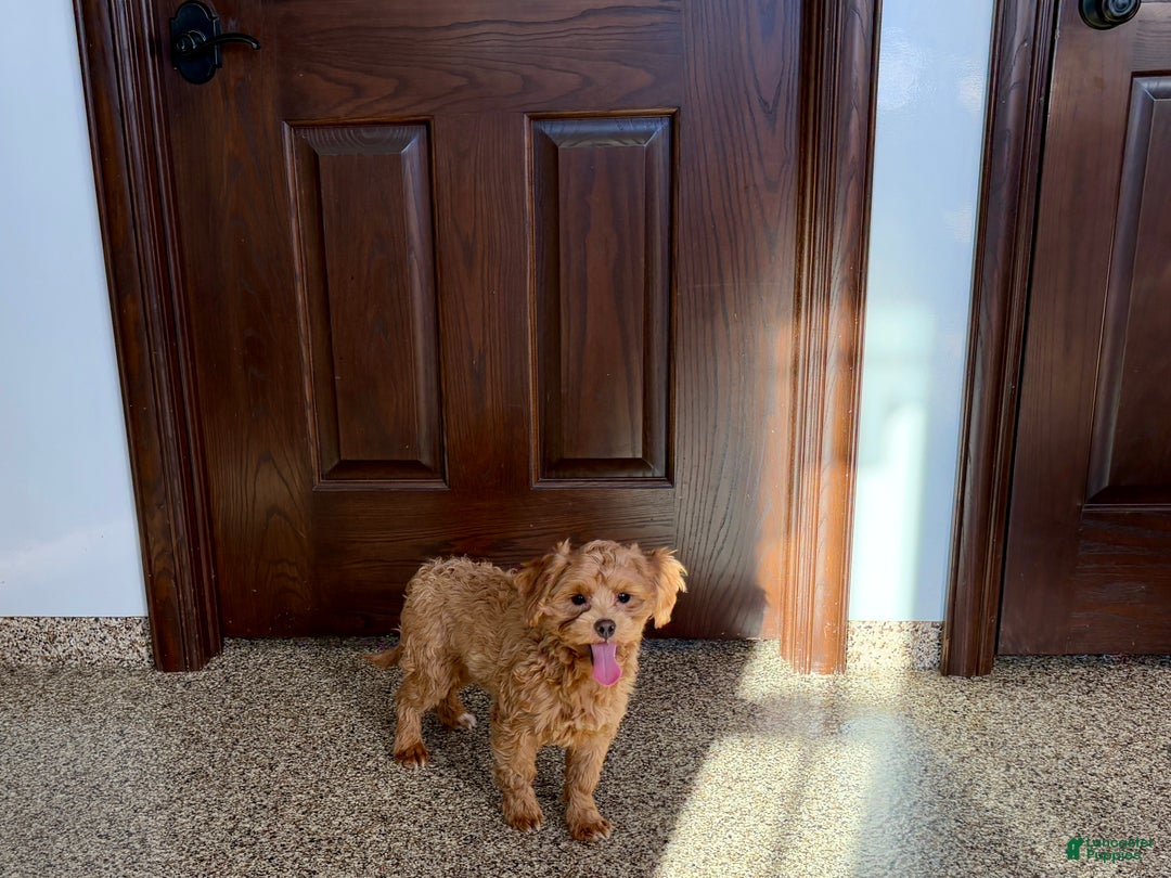 Maltipoo dogs for sale: Jordan - Ad 5