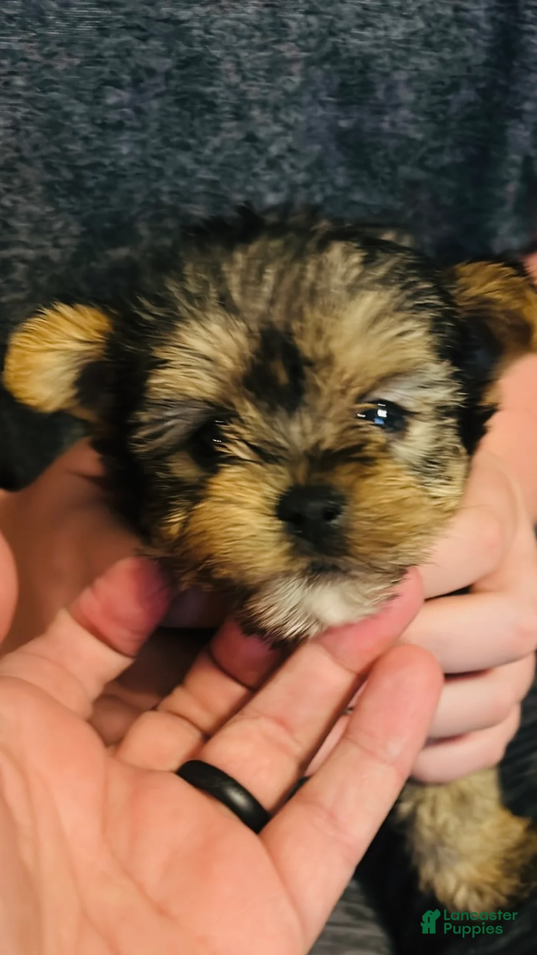 Yorkshire Terrier dogs for sale: Yorkshire Terrier Puppy 2 - Ad 1