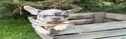 French Bulldog dogs for sale: Clancy - Ad 5