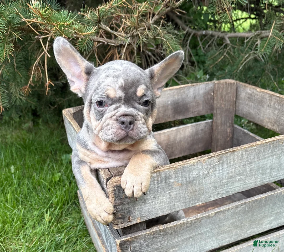 French Bulldog dogs for sale: Clancy - Ad 5