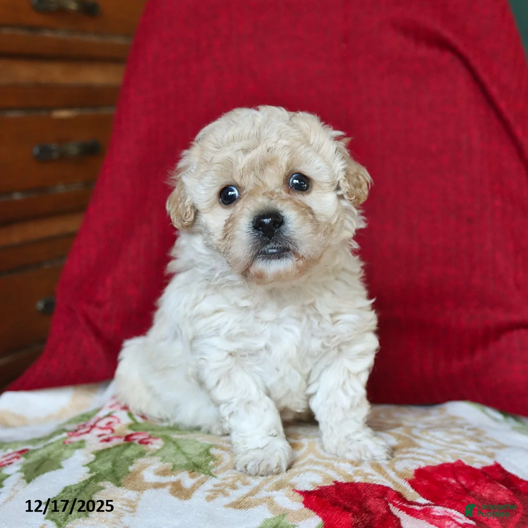 Mixed Breed dogs for sale: Peanut Butter  - Ad 5