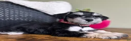 Miniature Schnauzer dogs for sale: Daisy - Ad 1