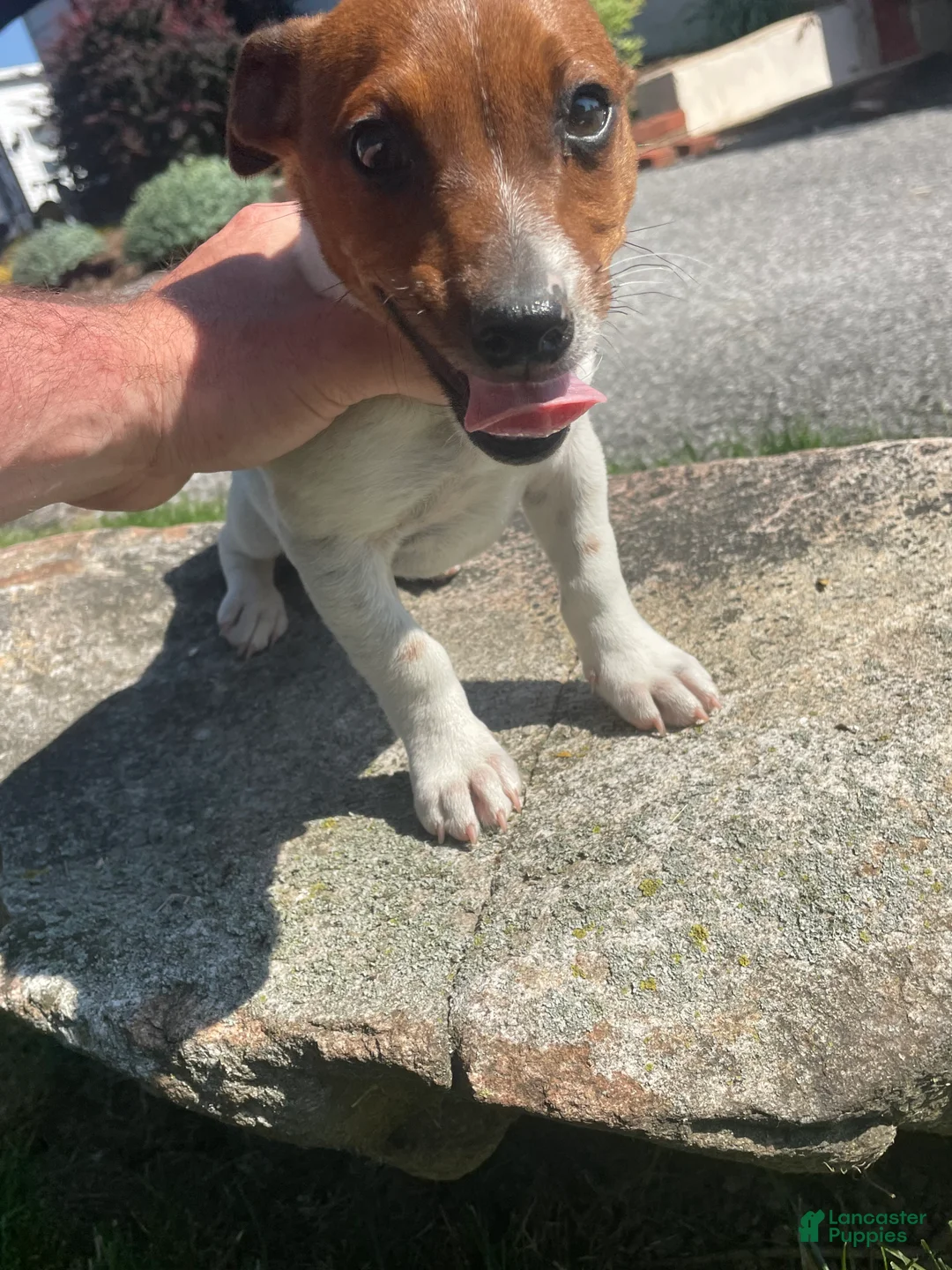 Jack Russell Terrier dogs for sale: Eddie - Ad 2
