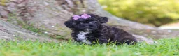 Maltipoo dogs for sale: Pretzel - Ad 5