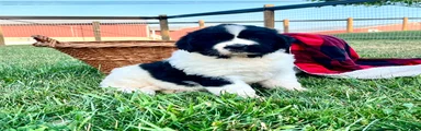 Muffin❤️AKC❤️Genetic Tested