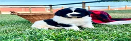 Newfoundland dogs for sale: Muffin❤️AKC❤️Genetic Tested - Ad 1